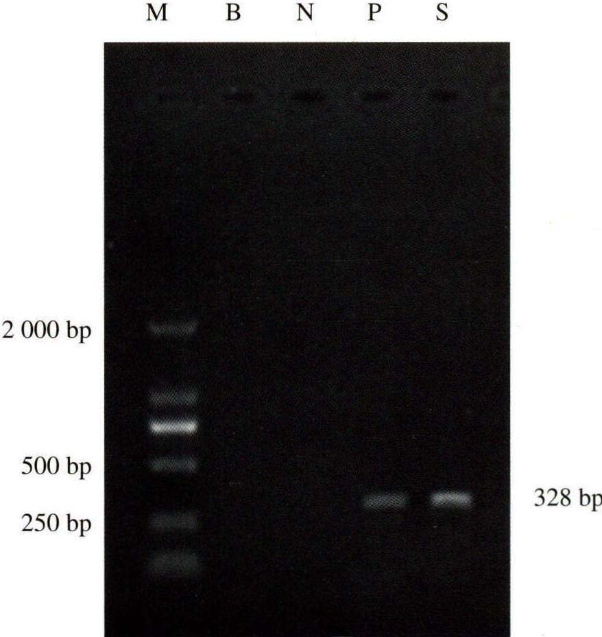 三、對蝦傳染性肌肉壞死病檢疫操作